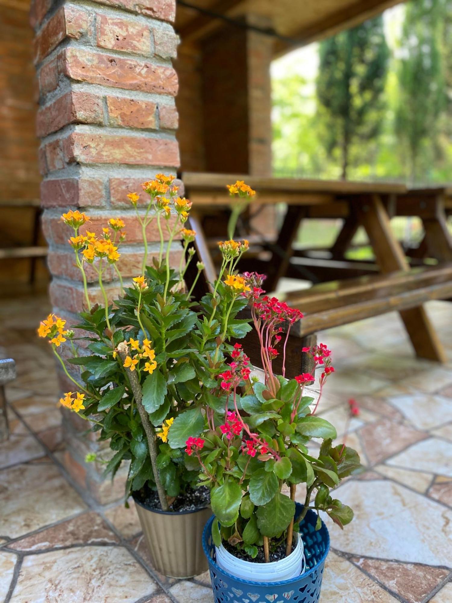Guest House Shekvetili Esterno foto